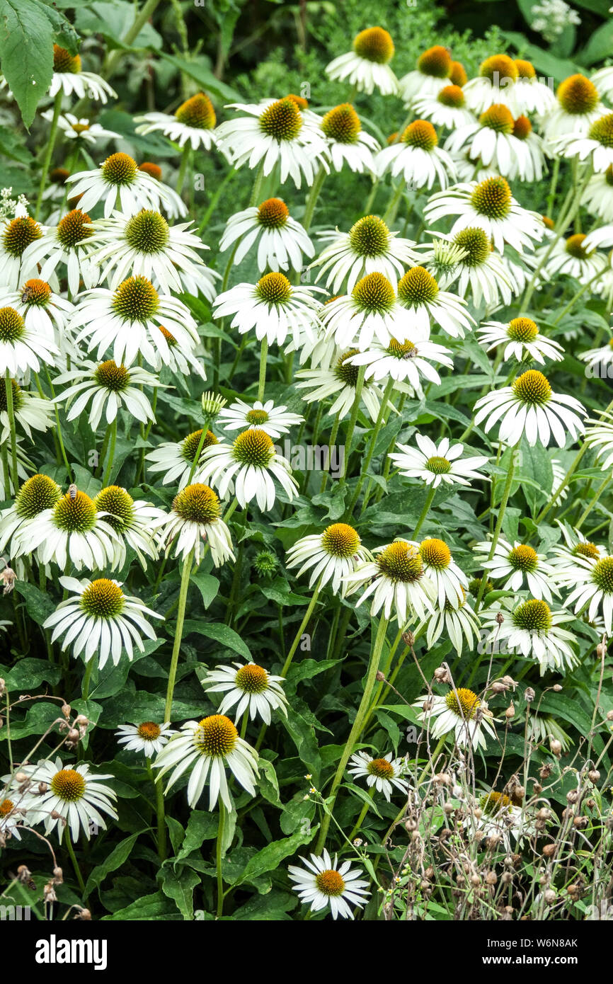 Weiße Konefloren Echinacea purpurea 'Alba', Gartenblumen im Sommer Gartenblumenbeet Weiße Konefloren Echinacea purpurea weiß Stockfoto