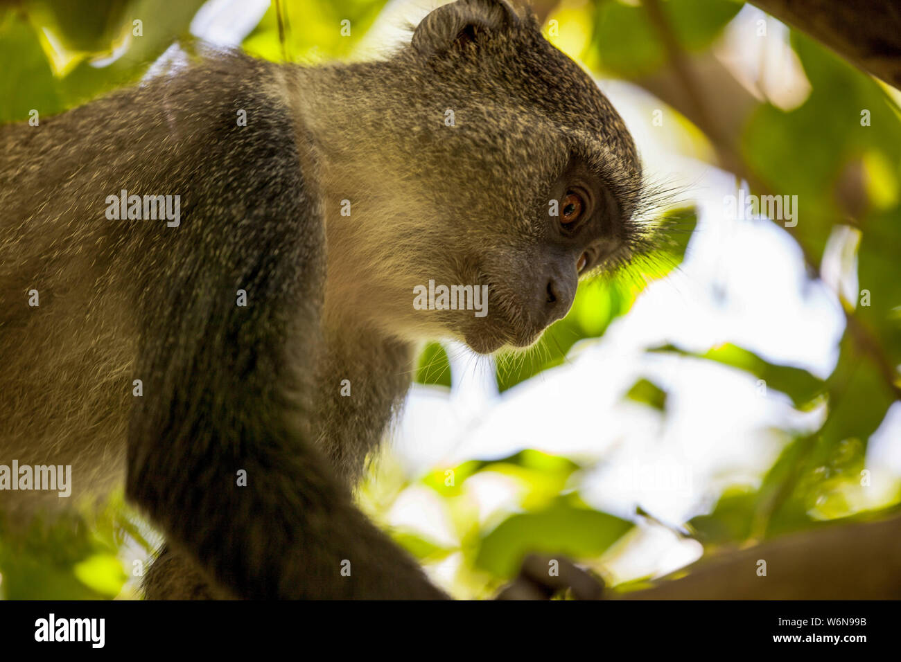 Affe, der auf einem Baum in einer Regenwaldzanzibar sitzt Stockfoto