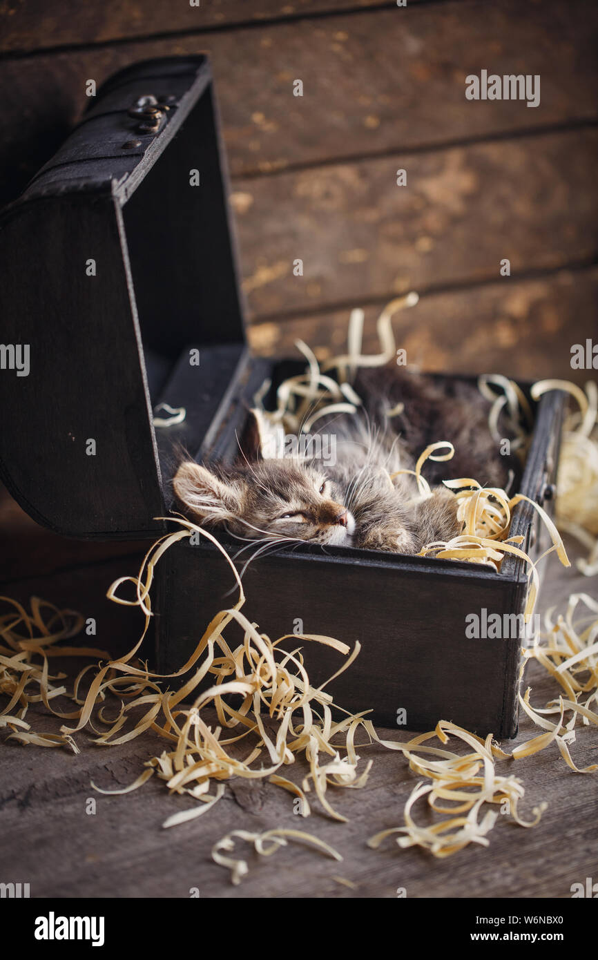 Ein Grau gestreiften Kätzchen schlafen in der Brust. Stockfoto