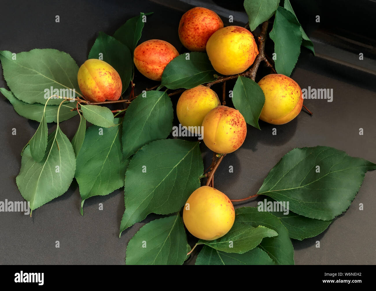 Auf einem dunklen Hintergrund Aprikose Zweig mit großen reifen Früchten und grünen Blättern. Stockfoto
