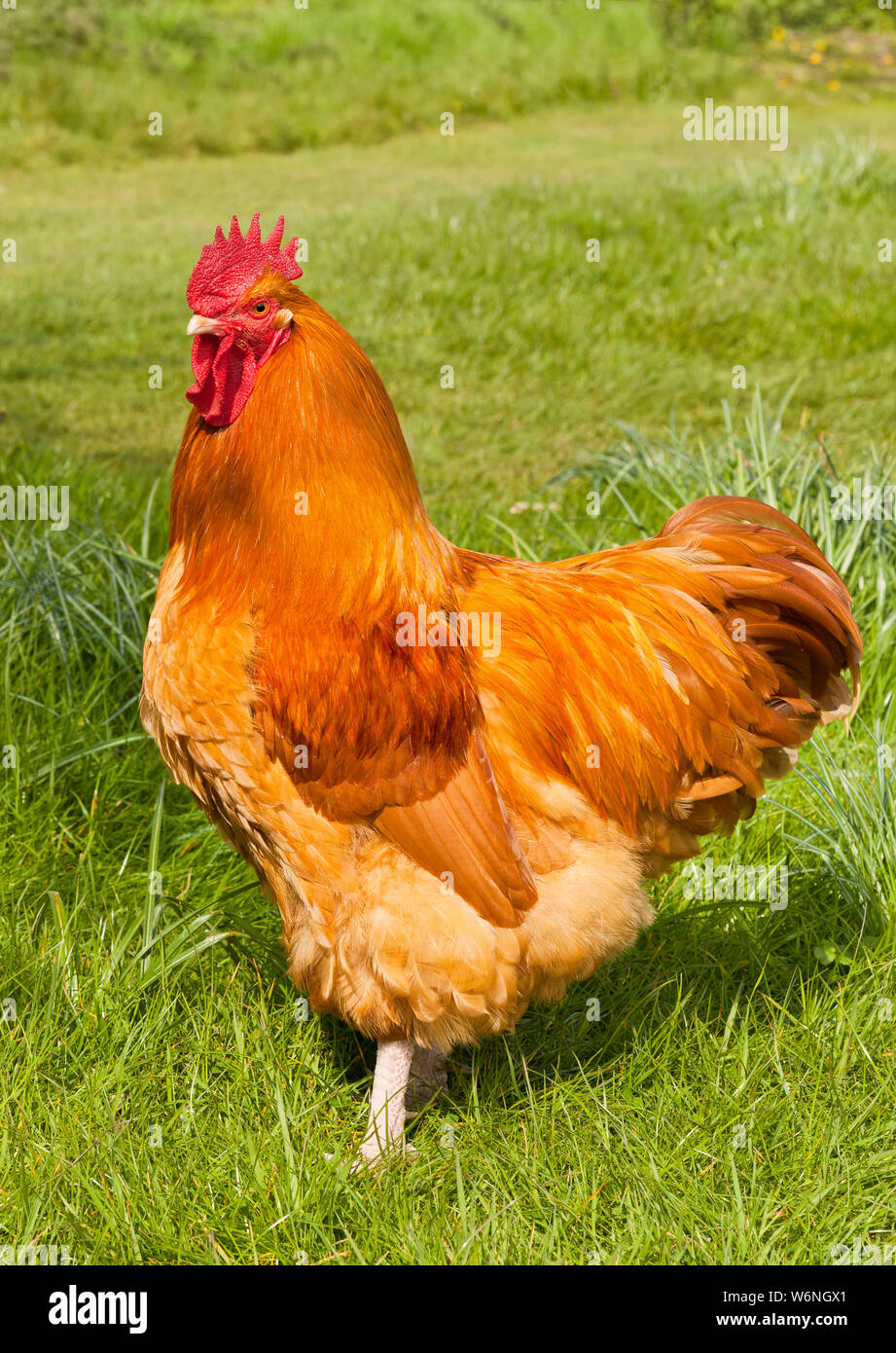 Orpington hühner -Fotos und -Bildmaterial in hoher Auflösung – Alamy