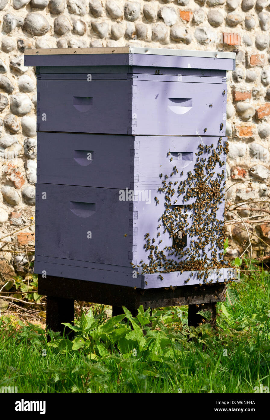 Eine Kolonie von Bienen schwärmen auf einem Hive Stockfoto