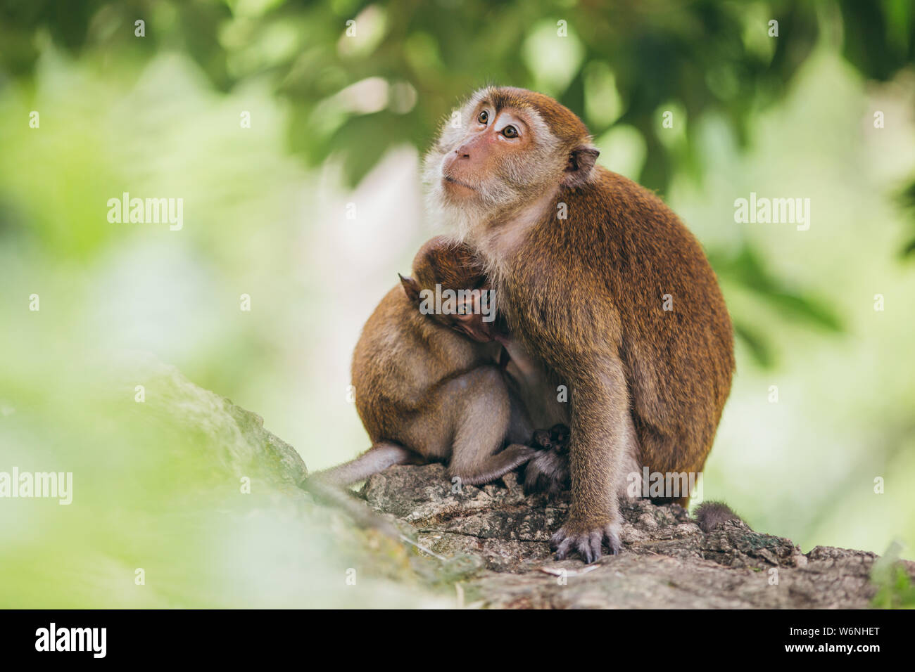 Mutter macaque Fütterung ist es Baby im Urwald, Thailand. Stockfoto