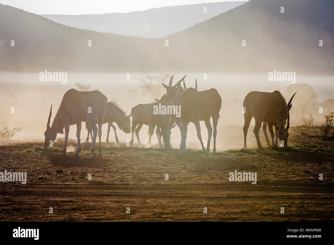 Eland und Blue Wildebeest essen Gras in den frühen Morgenstunden in der Wüste Namib, Namibia Stockfoto