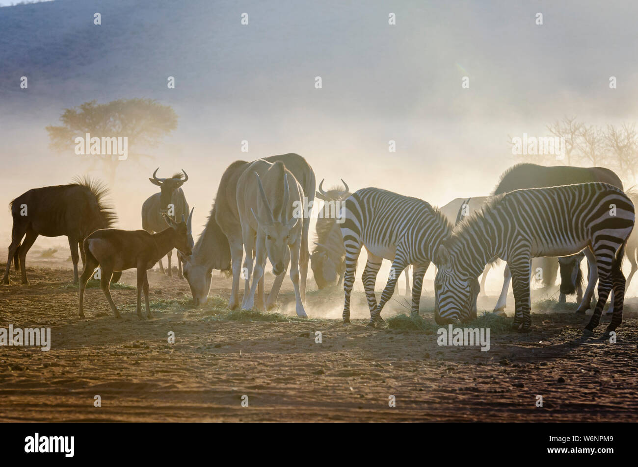 Common Duiker, Mountain Zebra, Blue Wildebeest und Elands essen Gras in den frühen Morgenstunden in der Wüste Namib, Namibia Stockfoto