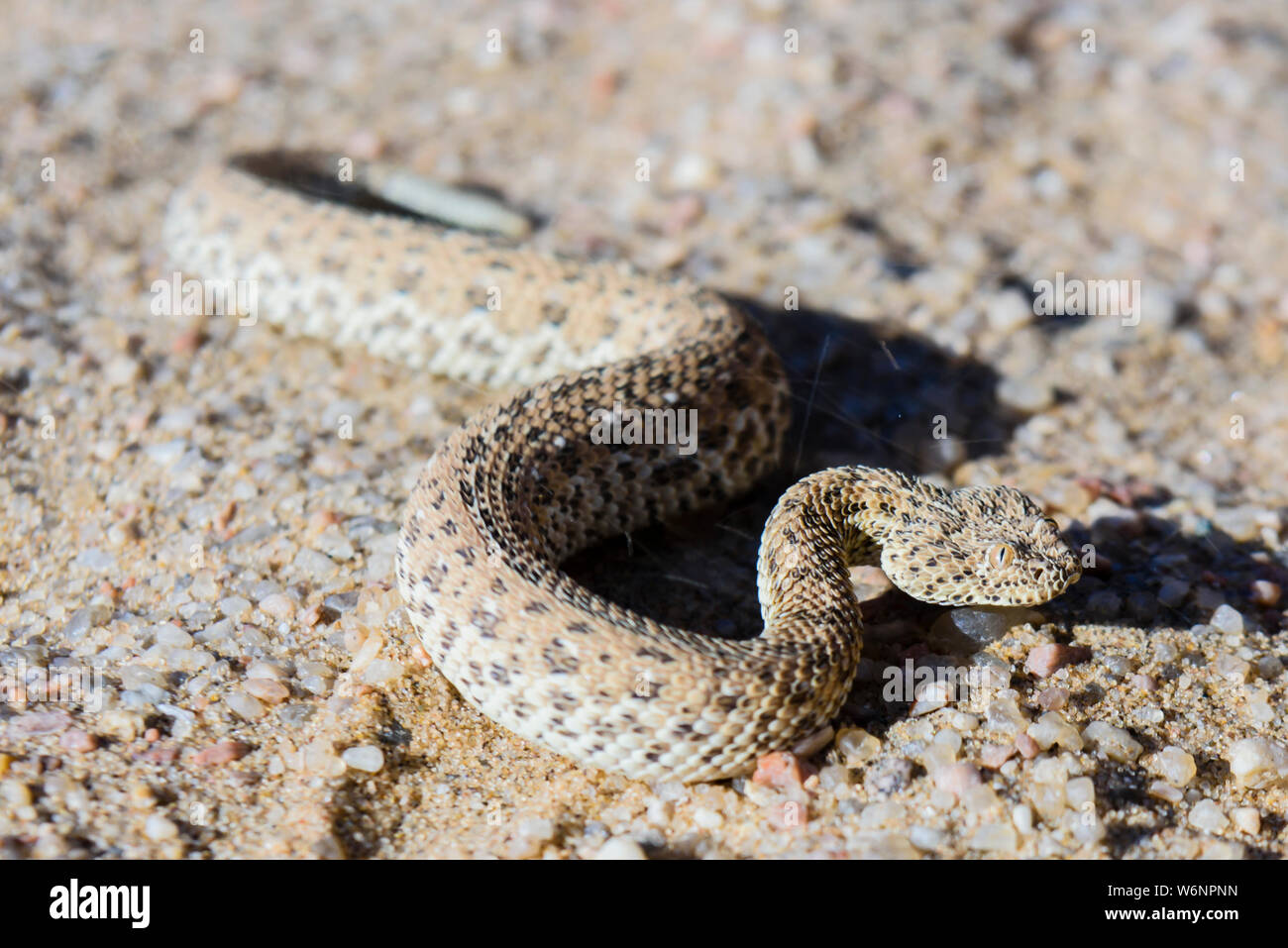 Sidewinder Schlange, die über eine Sanddüne in der Wüste Namib, Namibia Stockfoto