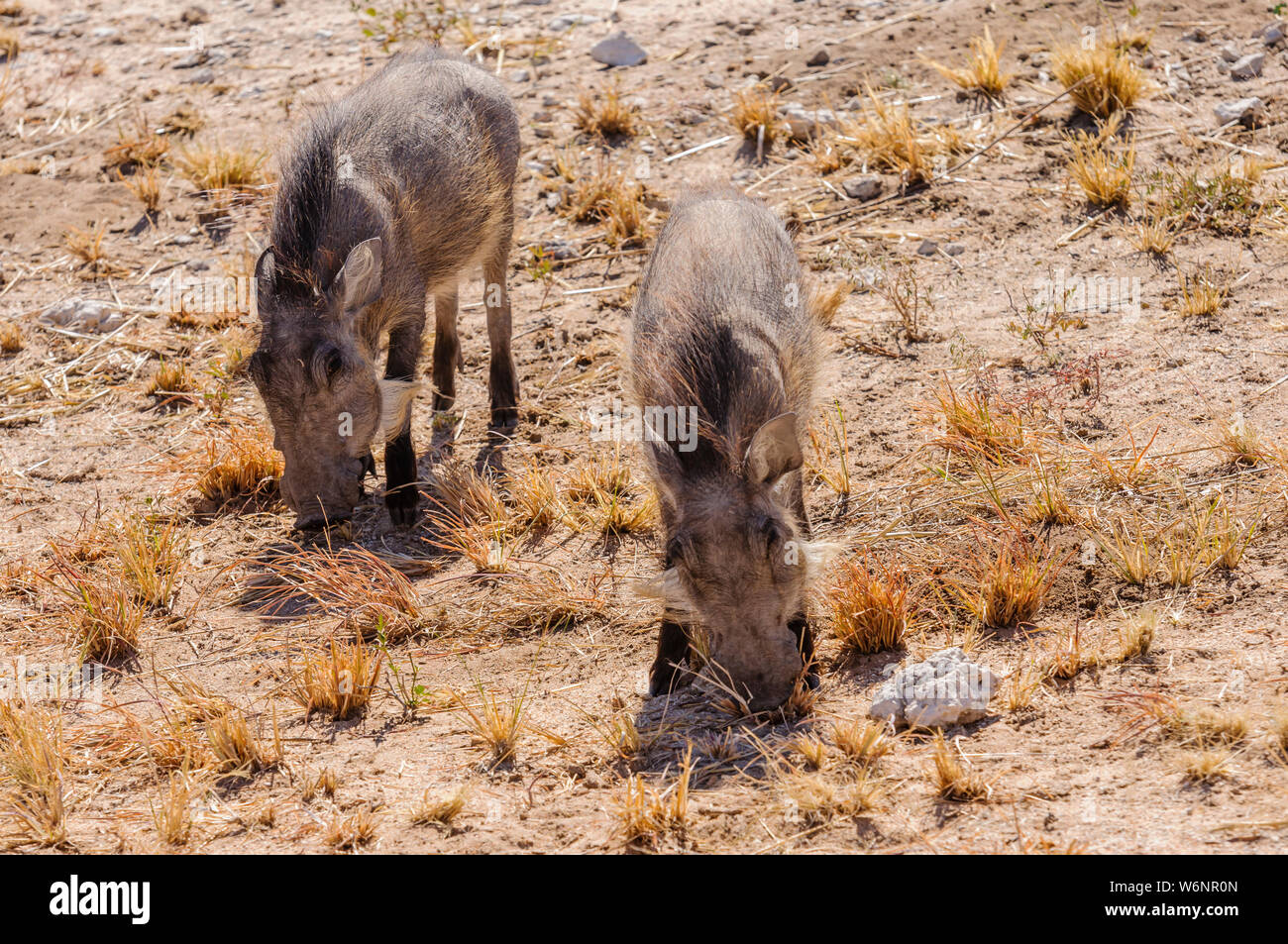 Zwei männliche gemeinsame Warzenschweine, Etosha National Park, Namibia Stockfoto