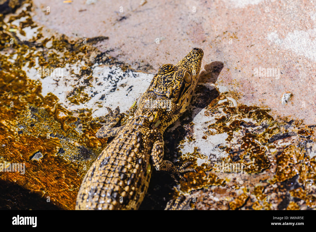 Sehr junges Nilkrokodil (Crocodylus niloticus), Namibia Stockfoto