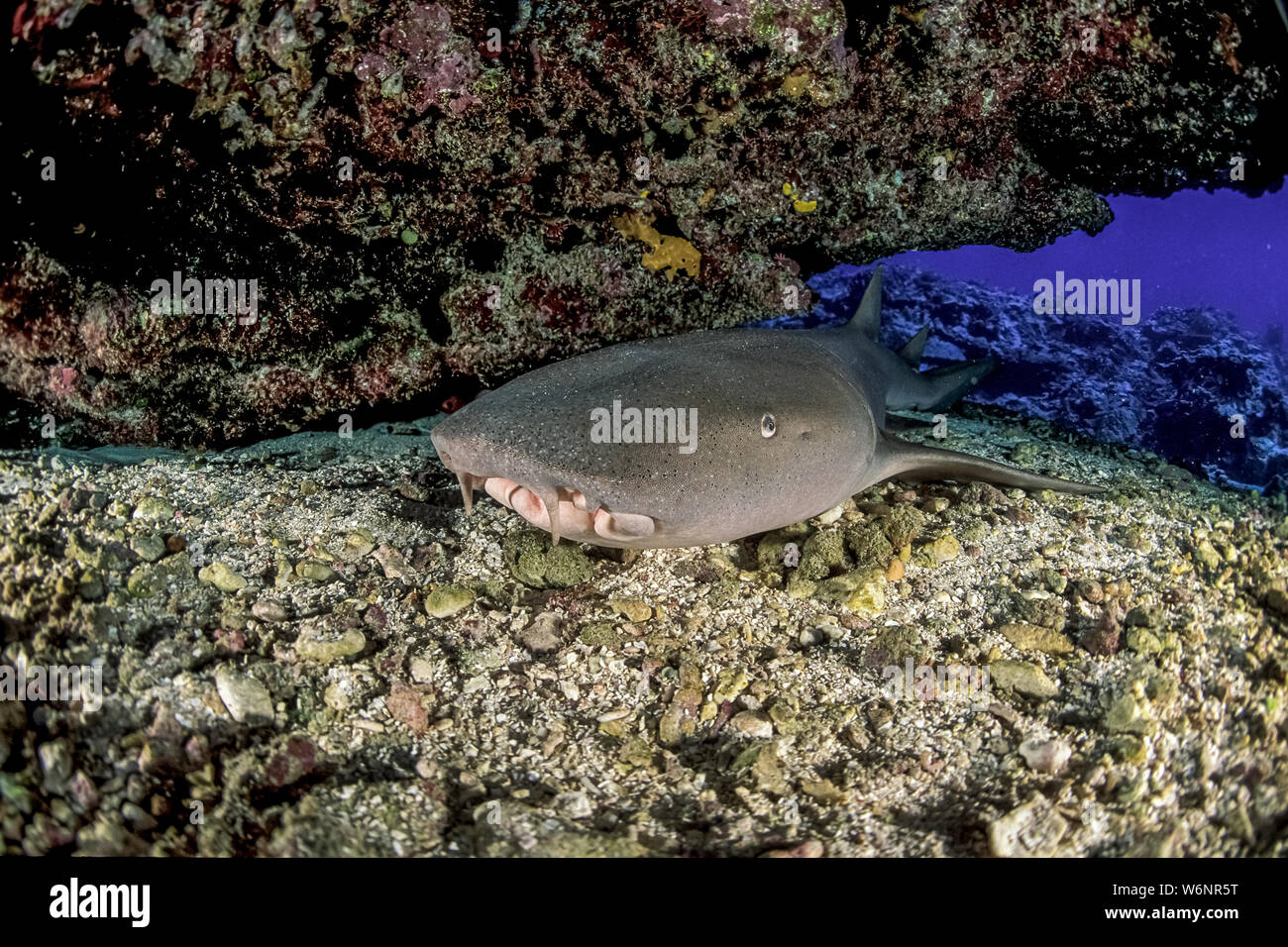 Mikronesien Yap Insel Ammenhai Stockfoto