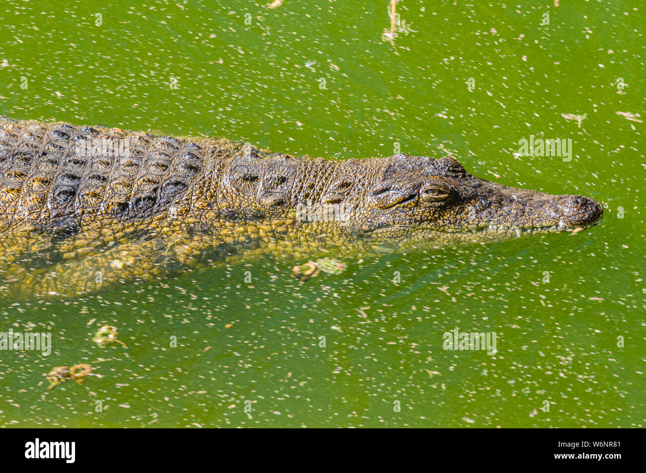 Ein Nilkrokodil (Crocodylus niloticus) schwimmt im Wasser mit Algen, Namibia Stockfoto