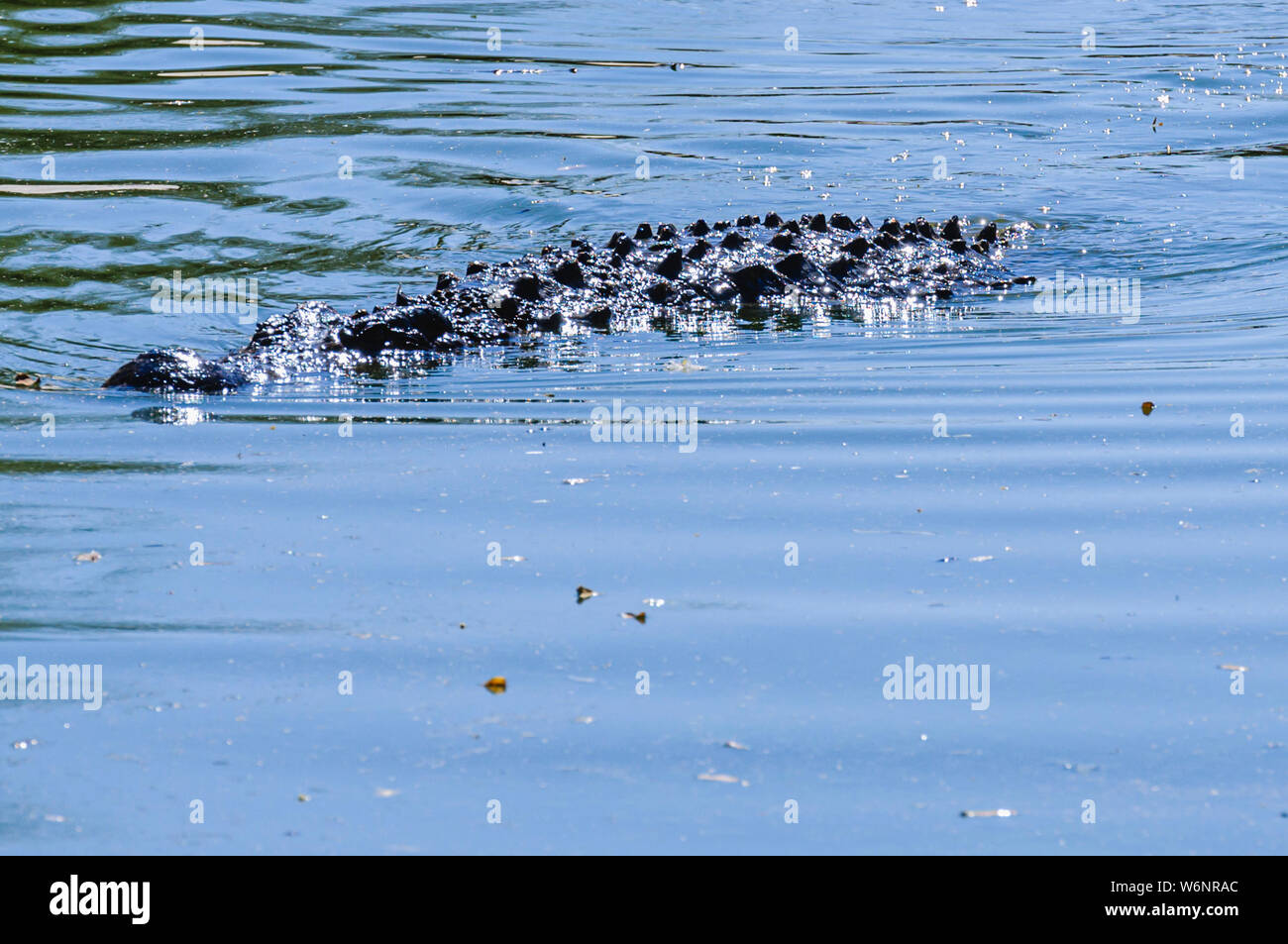 Nilkrokodil (Crocodylus niloticus) Schwimmen in einem Fluss. Namibia. Stockfoto