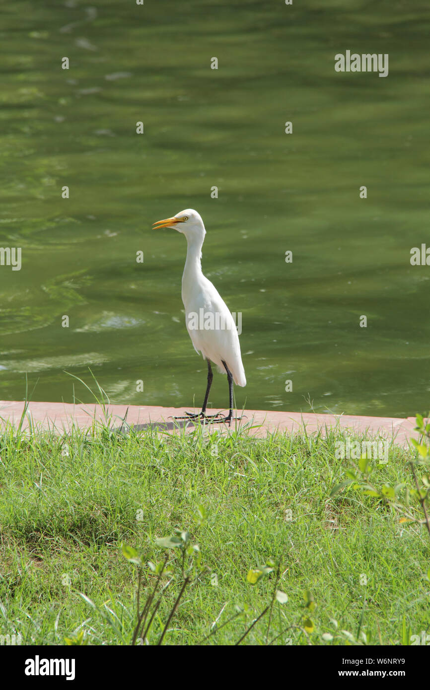 Reiher an einem Teich-Seite Stockfoto