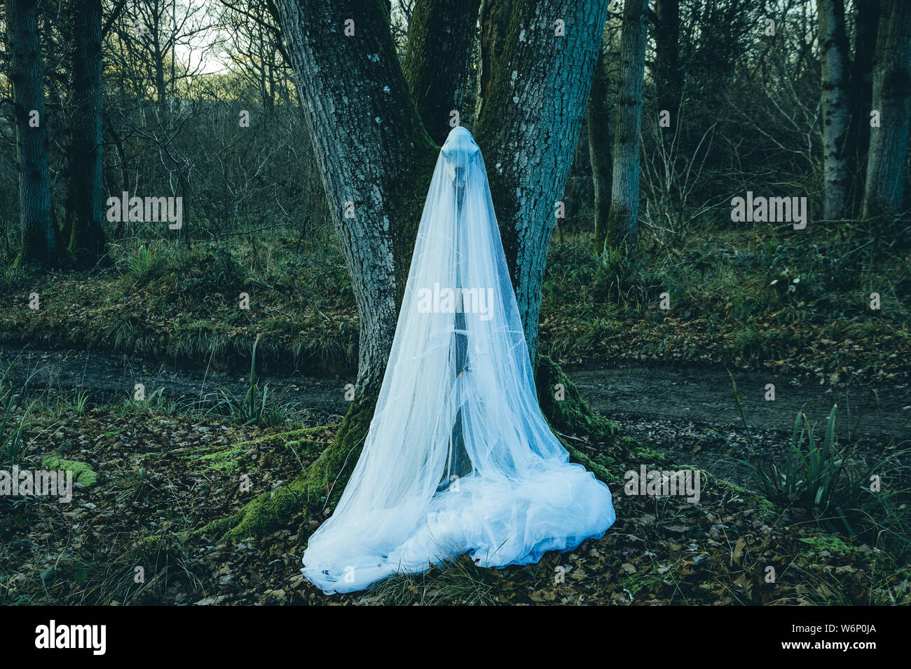 Ein gruseliges Foto von einem Schaf Schädel in ein gespenstisches Blatt in einem Wald im Winter abgedeckt. Mit einem stumm geschalteten bearbeiten. Stockfoto