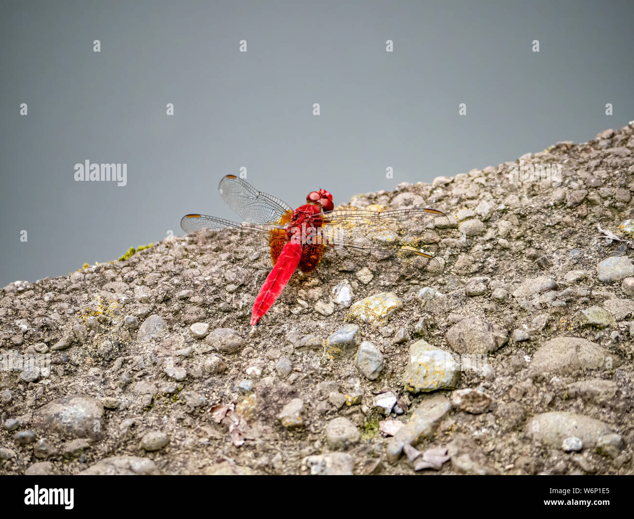 Ein scarlet Skimmer oder bräunlich Marsh Skimmer, crocothemis Servilia, neben einem kleinen Teich in einem japanischen Park ausruhen. Stockfoto