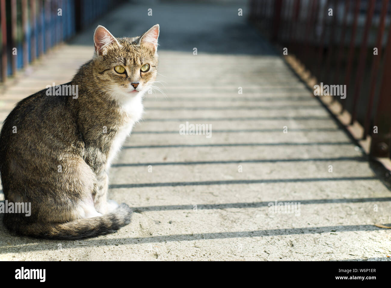 Schöne Katze sitzt auf dem Boden. Portrait von süße Katze im Freien Hintergrund bei sonnigen Sommertag. Das Konzept der Betreuung von Haustieren. Stockfoto