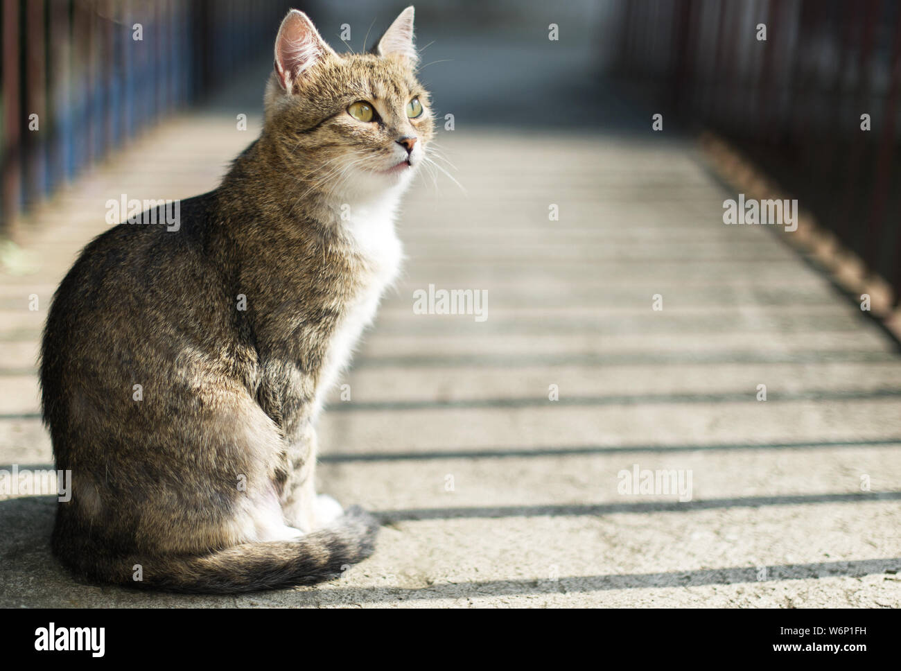 Bild des schönen Katze sitzt und auf Kamera. Outdoor Portrait. Stockfoto