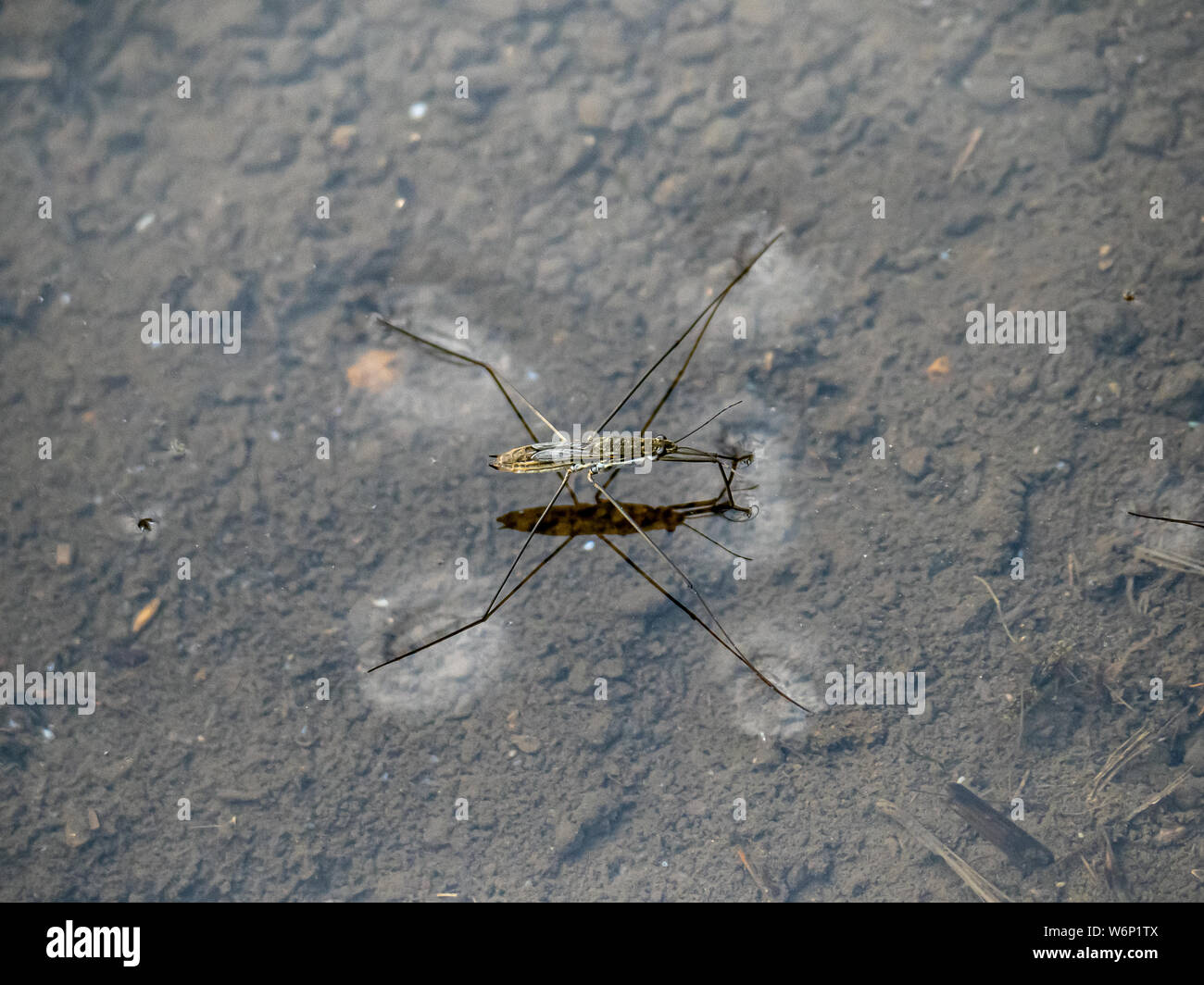 Ein wasser Strider, oder Wasser bug, schwimmt auf dem seichten Wasser von einem Reisfeld in Kanagawa, Japan. Stockfoto