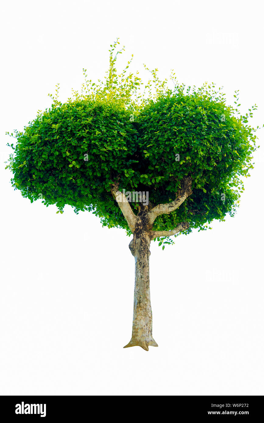 Bonsai Baum, grüne Blätter, auf einem weißen Hintergrund von natürlichen Objekten isoliert Stockfoto