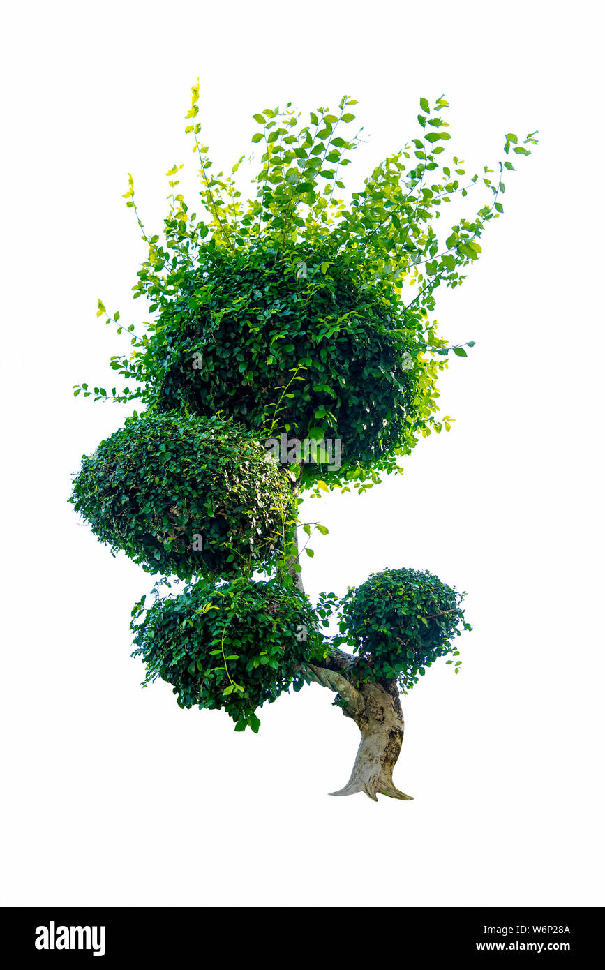 Bonsai Baum, grüne Blätter, auf einem weißen Hintergrund von natürlichen Objekten isoliert Stockfoto