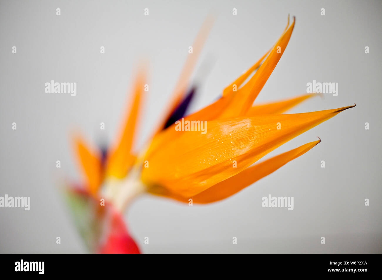 Nahaufnahme von Bird of paradise flower Stockfoto