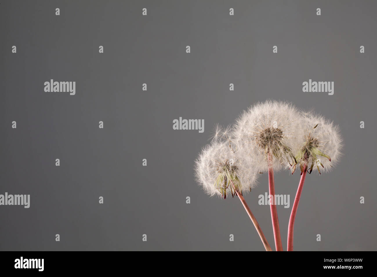 Löwenzahn Samen Köpfe im Studio Stockfoto