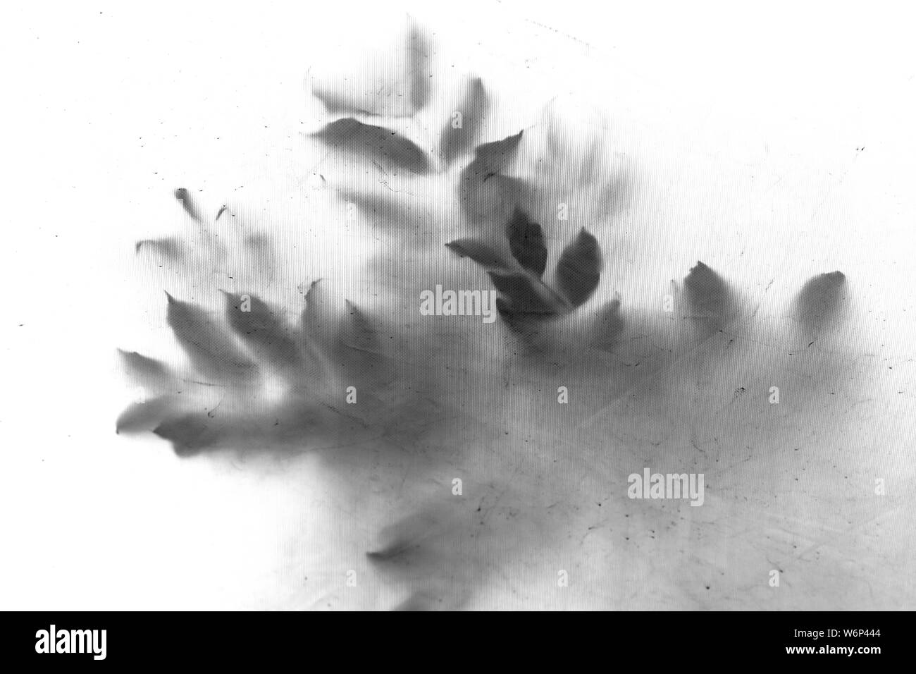 Schatten der Blätter auf den Bäumen als "Vintage dreckige Textur oder Hintergrund, abstrakt Hintergrund der Schatten von Pflanzen Stockfoto