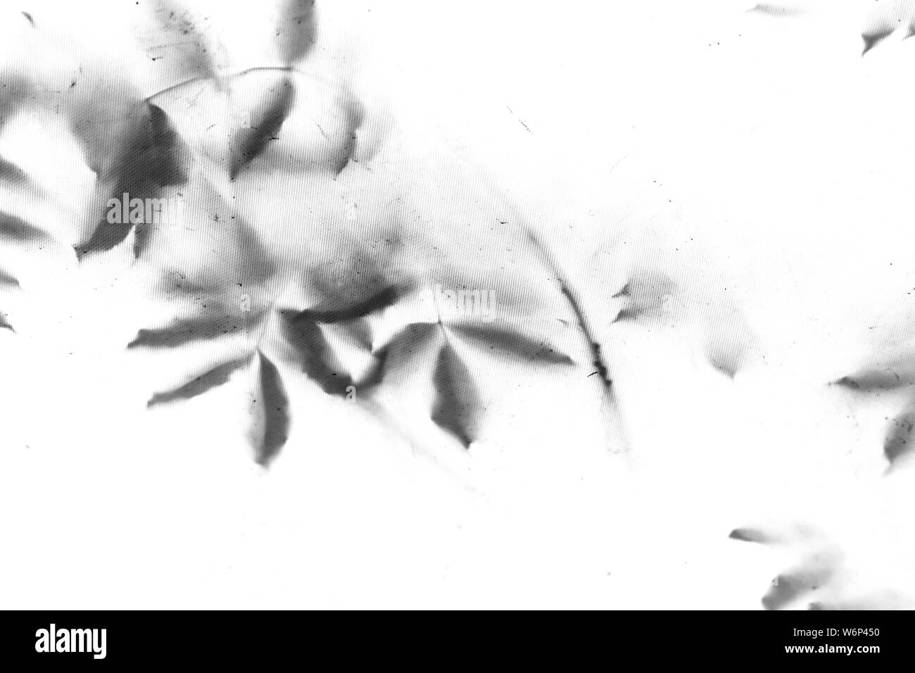 Schatten der Blätter auf den Bäumen als "Vintage dreckige Textur oder Hintergrund, abstrakt Hintergrund der Schatten von Pflanzen Stockfoto