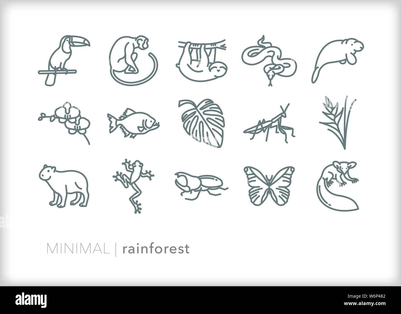Satz von 15 Regenwald Tier, Bug und Pflanze Symbole Stock Vektor