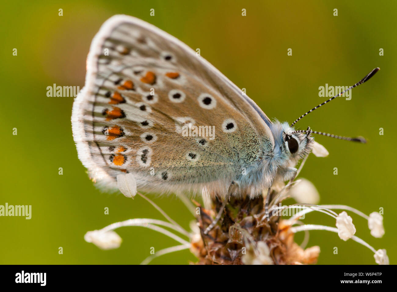 Gemeinsame blauer Schmetterling (Polyommatus icarus) bis nahe wie es sitzt auf der Anlage an einem sonnigen Tag mit grünem Hintergrund Stockfoto