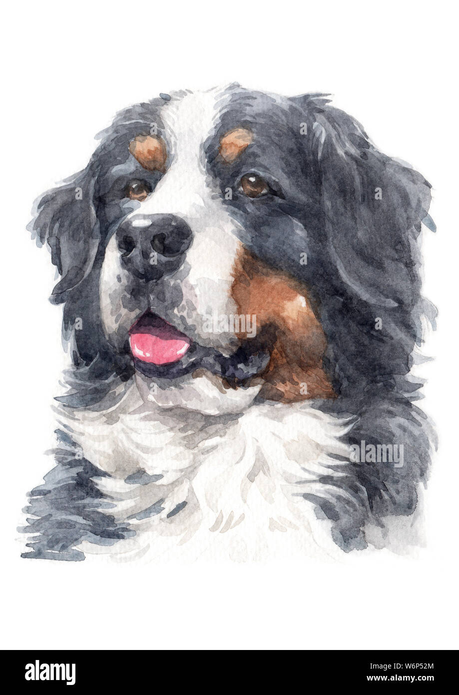 Aquarellmalerei der Berner Sennenhund 041 Stockfoto
