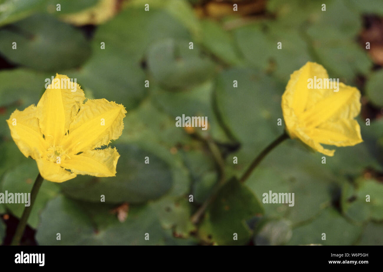 Blüte Gelb Floating Heart oder Wasser - ftinge, Nymphoides peltata Stockfoto