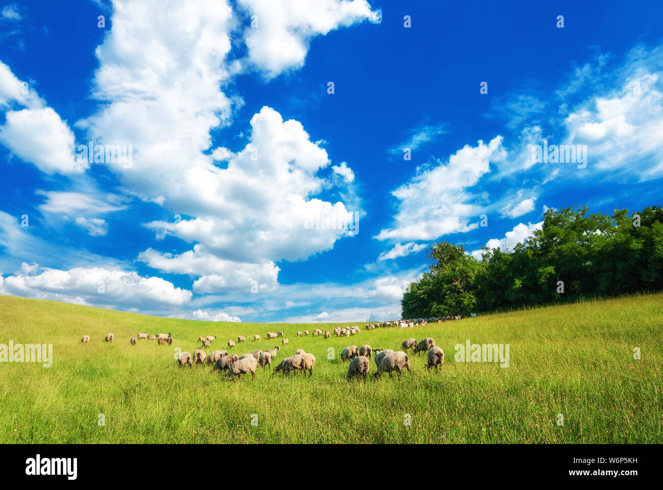 Weide, auf der grünen Wiese in Ungarn. Schaf-, Ziegen- und Lammfleisch auf den Weiden mit schönen Wolken in der Nähe von Pannonhalma, Sokoro Hügel. Stockfoto