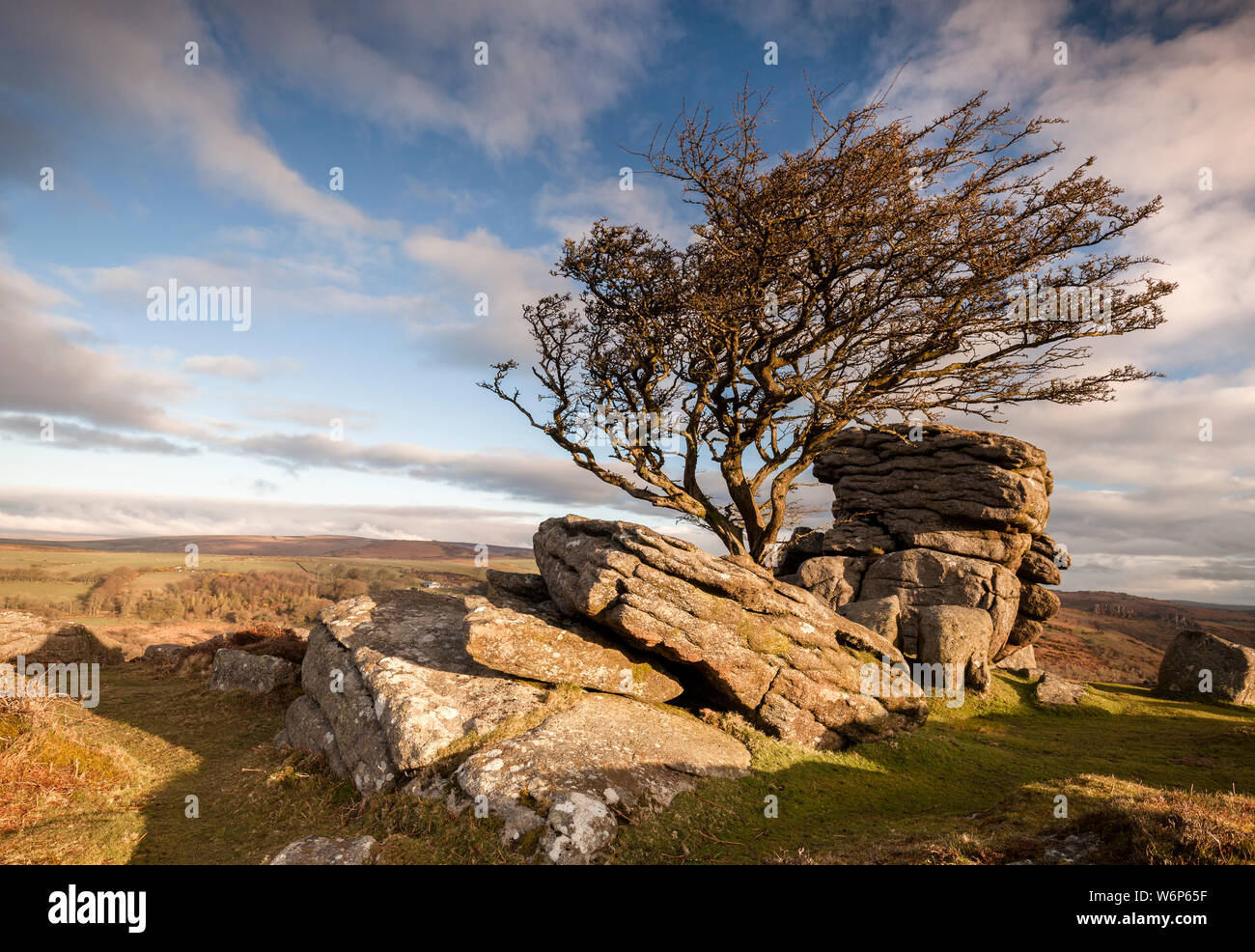 Ein Weißdorn Baum steht unter den Felsen in der Nähe von Sattel Tor im Dartmoor National Park in der frühen Morgensonne. Stockfoto