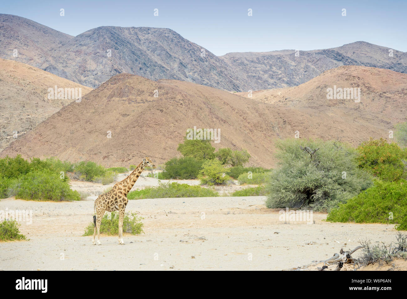 Wüste - angepasst auf die Giraffe (Giraffa Camelopardalis) in Landschaft und ausgetrockneten Flussbett, Hoanib Wüste, Kaokoveld, Namibia Stockfoto