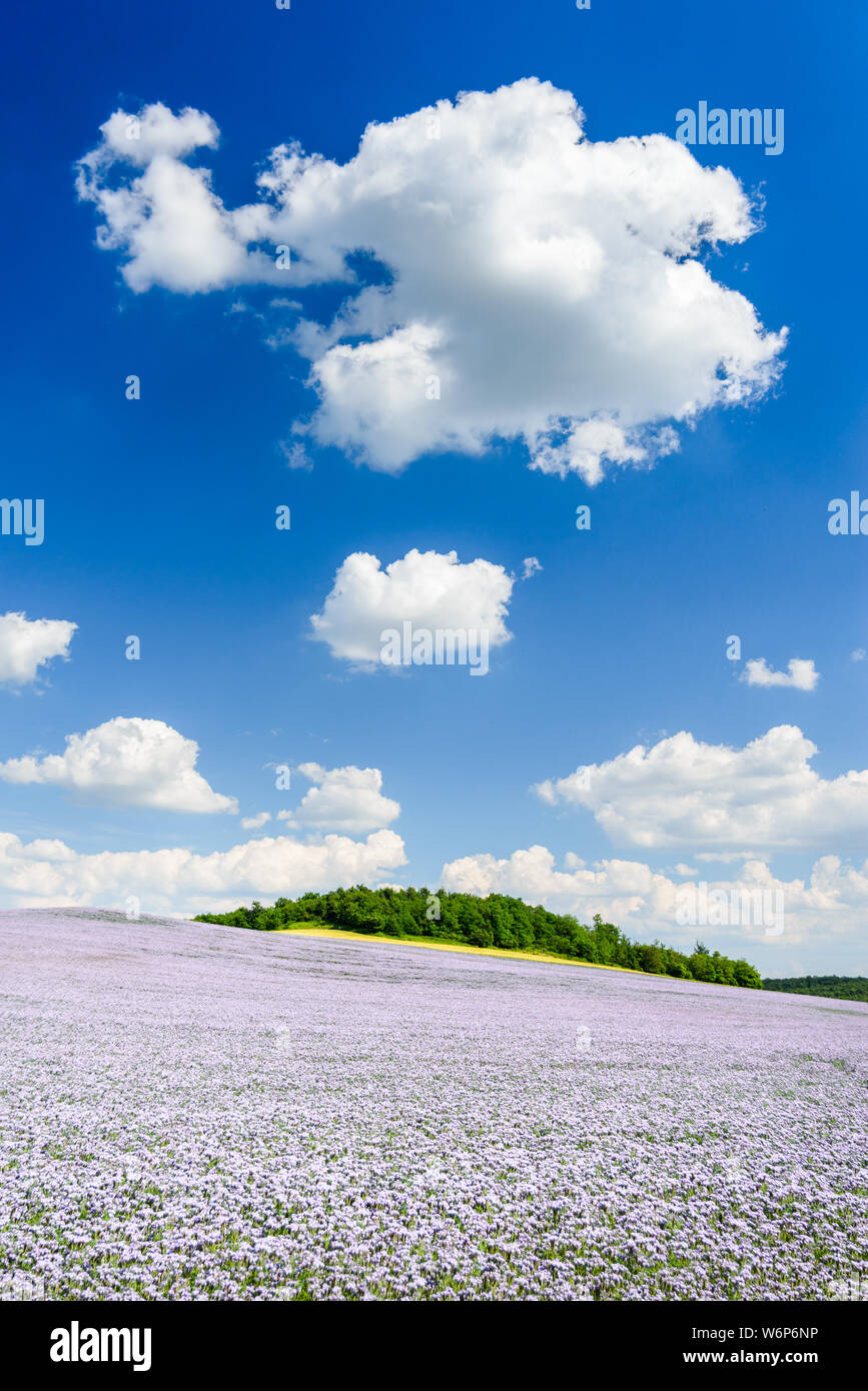 Landwirtschaftliche Felder mit blühenden Phacelia und blauer Himmel mit Zirruswolken. Wunderschöne Landschaft Landschaft an einem Sommertag. Ungarn Stockfoto