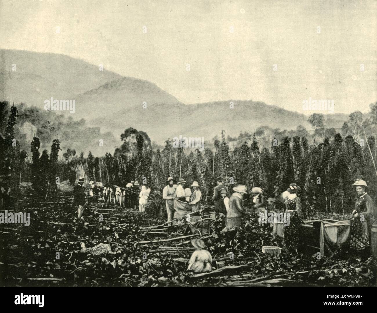 "Hop Kommissionierung in Tasmanien", 1901. Hopfen in Australien werden jährlich im Februar und März abgeholt. Von "Federated Australien". [Die Werner Company, London, 1901] Stockfoto