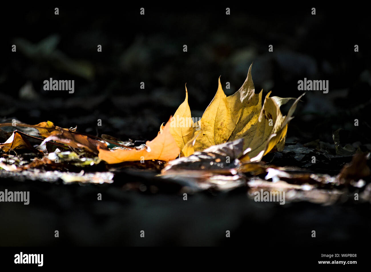 Erste Zeichen von Herbst Stockfoto