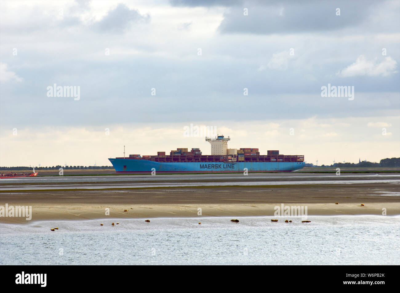 Ebbe mit Dichtungen ruht auf sandbänken an der Wester Schelde, während ein Container Schiff fährt über die Westerschelde auf dem Weg in die Antwerpener Hafen, Stockfoto