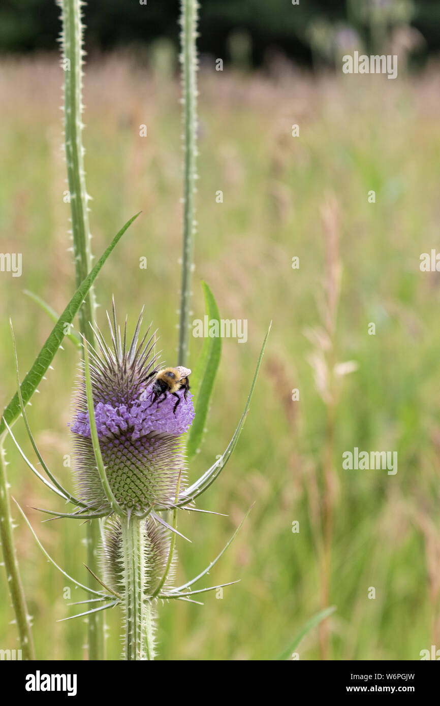 Eine Hummel erforscht eine Blume und Getränke, Verbreitung von Pollen um in Symbiose mit der Anlage. Stockfoto