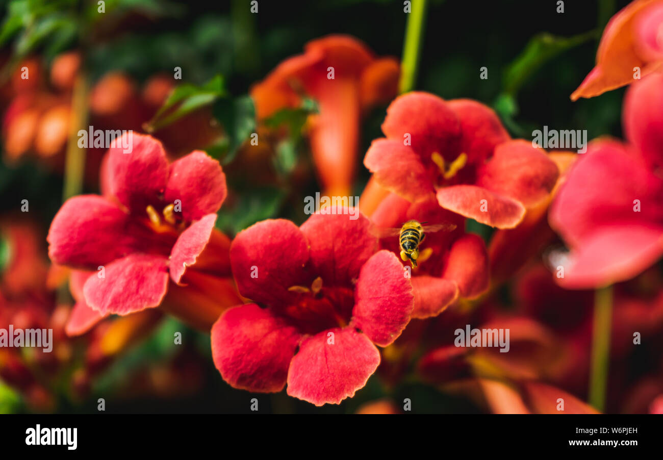 Schöne Campsis radicans Blumen, rote Trompete Weinstock Blumen und Bienen fliegen Pollen zu sammeln Stockfoto