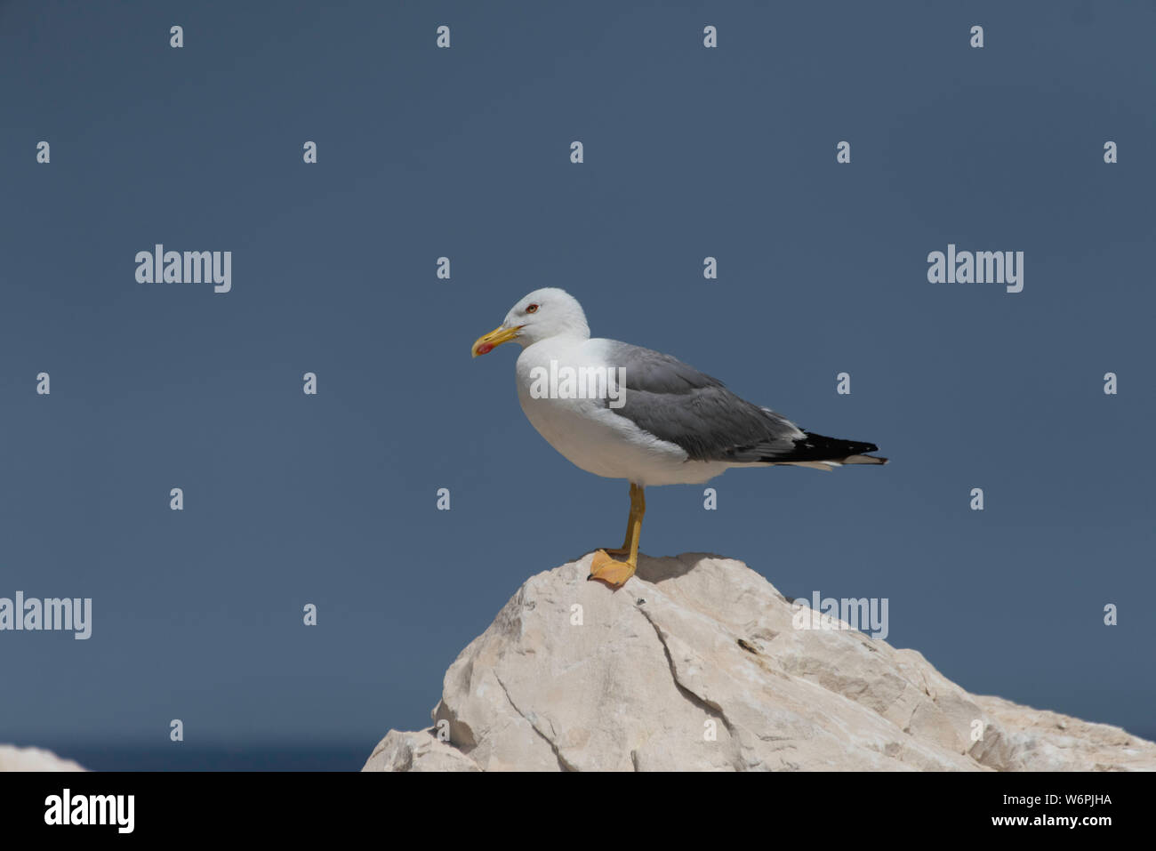 Yellow-legged Gull (Larus michahellis) steht auf einem Felsen in der Nähe von Trapani, Sizilien Stockfoto