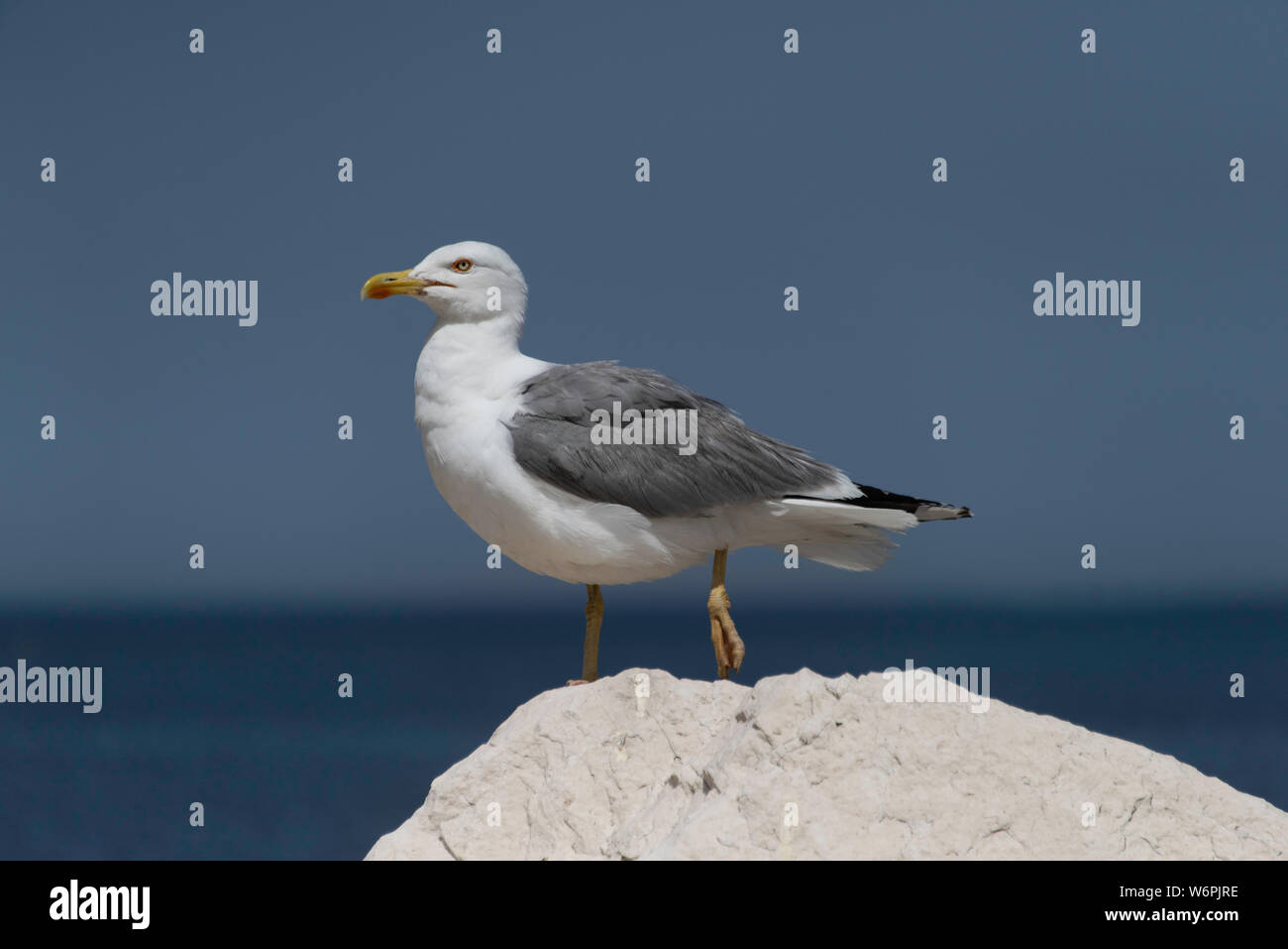 Yellow-legged Gull (Larus michahellis) steht auf einem Felsen in der Nähe von Trapani, Sizilien Stockfoto