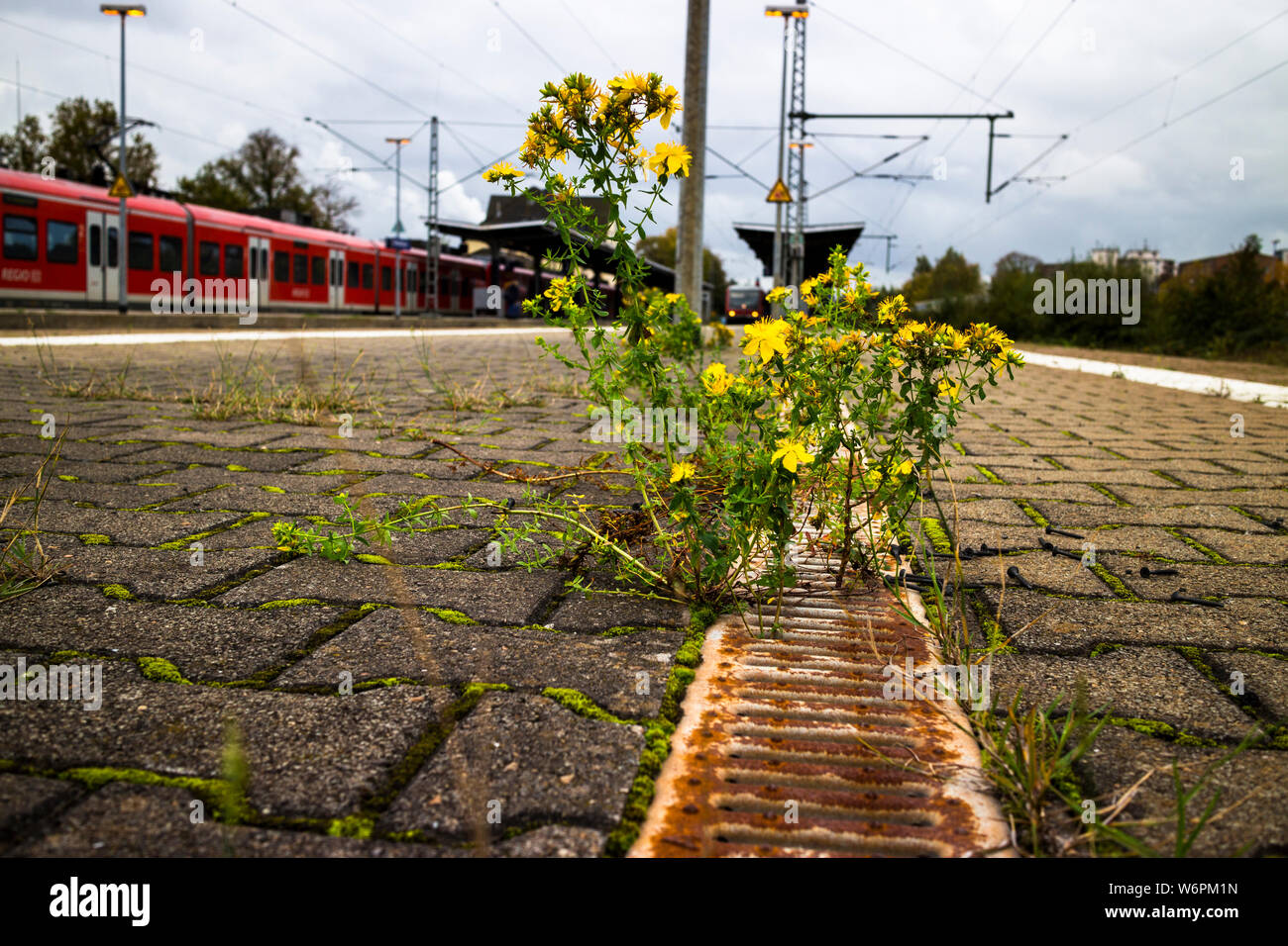 Wilde Blumen wachsen aus einer Schachtlücke auf einer Eisenbahnplattform in Grevenbroich, Deutschland Stockfoto