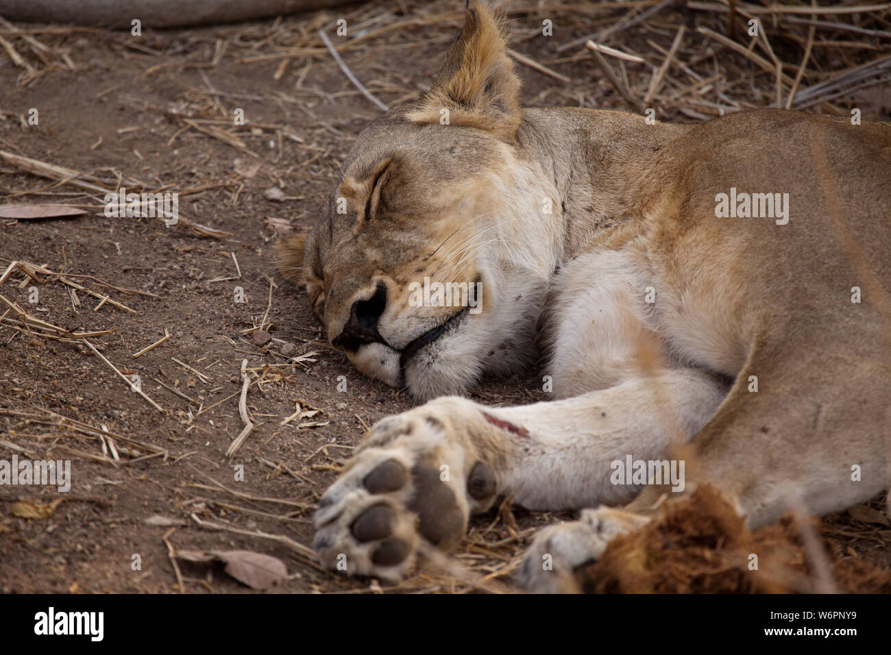 Löwin schlafen in Ruaha Nationalpark. Eine neue Wunde kann auf ihrem rechten Bein gesehen werden. Stockfoto