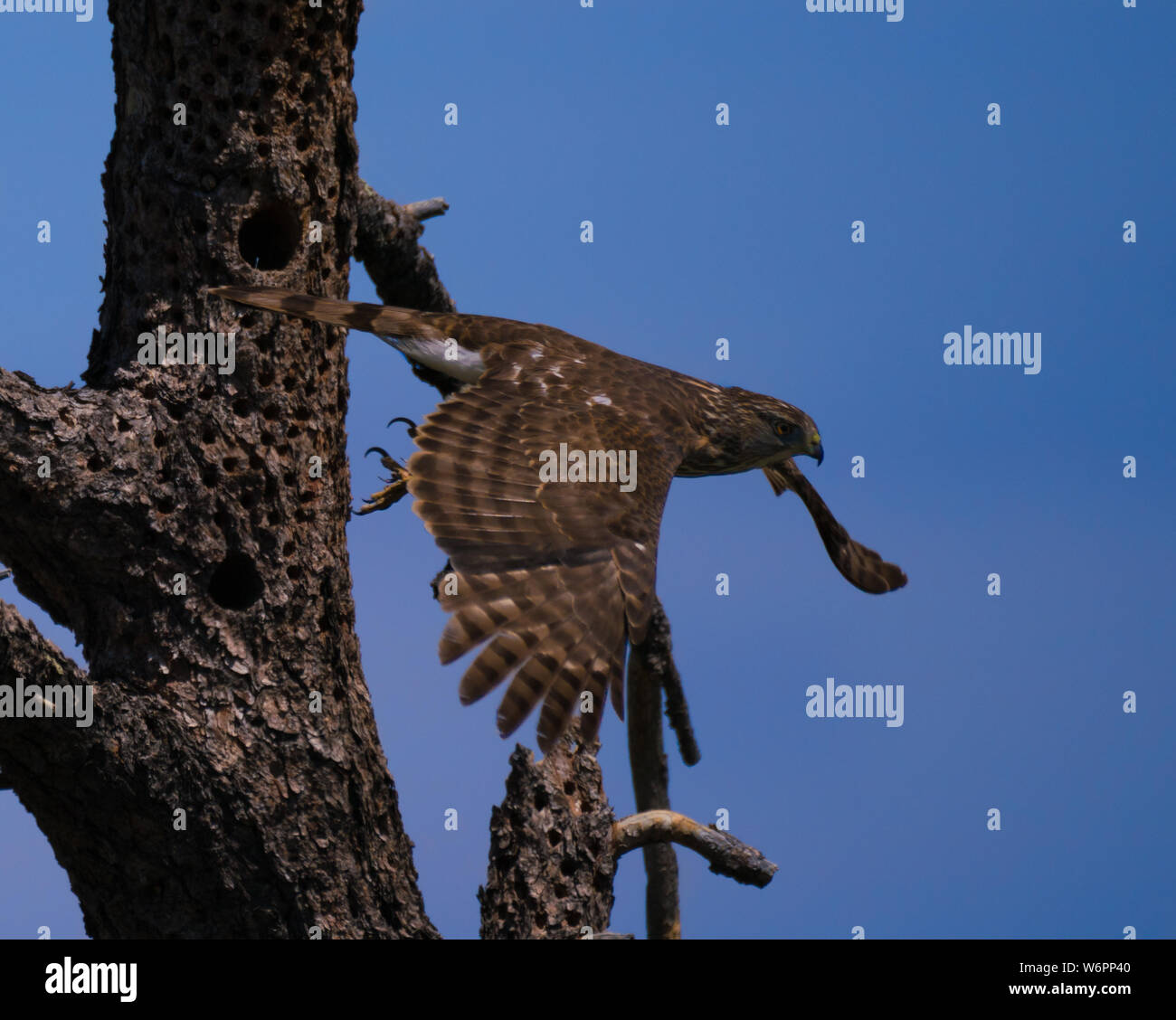 Ein Wanderfalke Fliegen aus einem großen Baum Stockfoto