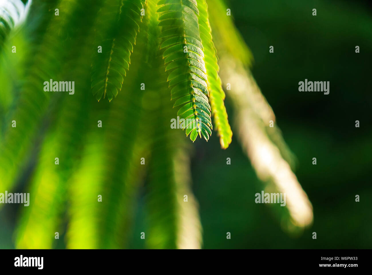 Albizia Julibrissin 'Rosea' Blätter an Hintergrundbeleuchtung Sonnenuntergang. Grüner Hintergrund. Allgemein bekannt als rosa Seide Baum ist ein Baum oder Strauch mit herrlichem Stockfoto