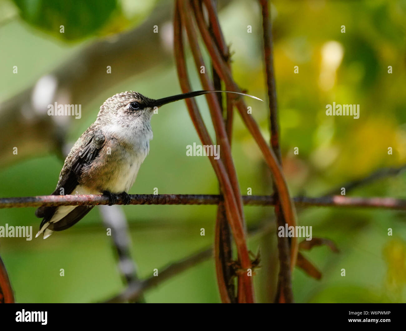 Ein Kolibri thront auf einem Draht mit der Zunge voll ausgefahren. Stockfoto