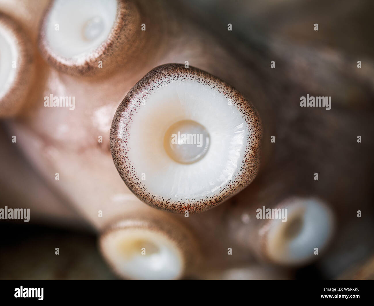 Octopus Saugnapf detail Stockfotografie - Alamy