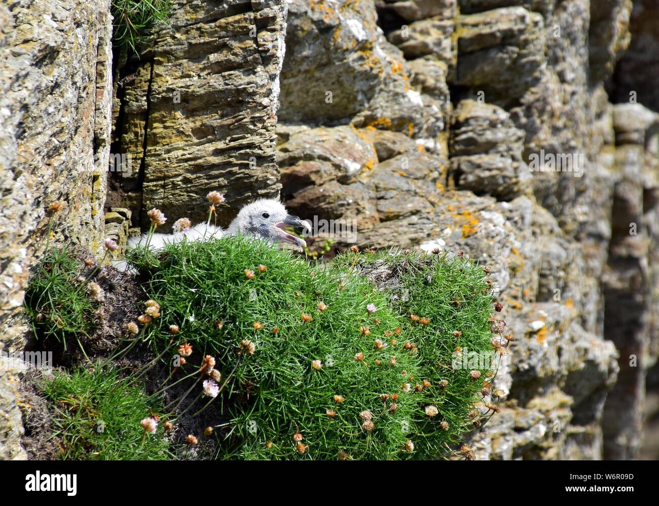 Eissturmvogel Chick in seinem Nest auf den Klippen am Hoxa Head. Stockfoto