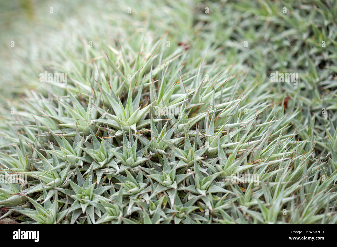 Natürlichen Hintergrund von scharfen Blätter von Deuterocohnia buergeri Stockfoto